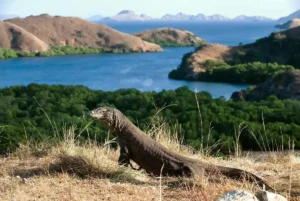 Pulau Komodo