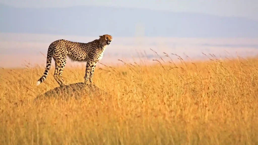Wisata di Kenya