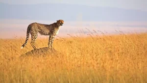 Wisata di Kenya