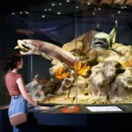 Museum di Australia
