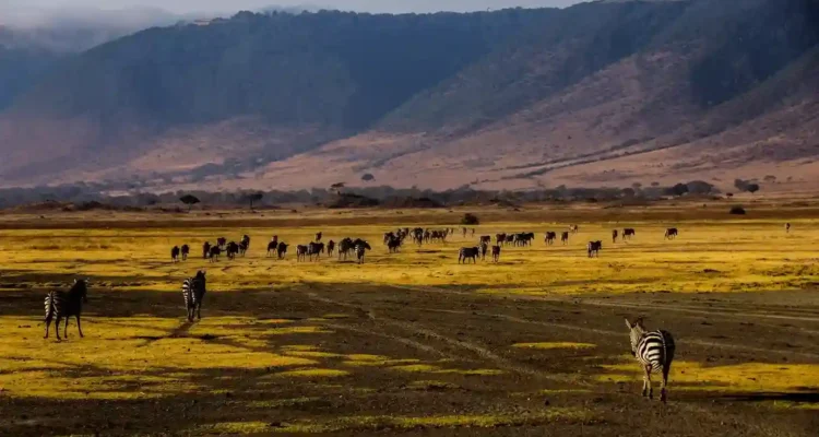 Petualangan di Gurun Sahara, Taman Nasional Serengeti, dan Gunung Kilimanjaro