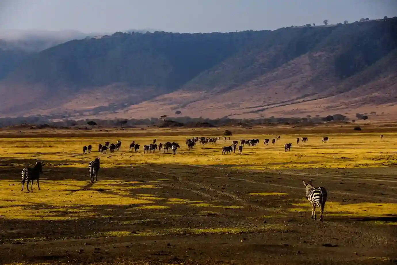 Petualangan di Gurun Sahara, Taman Nasional Serengeti, dan Gunung Kilimanjaro