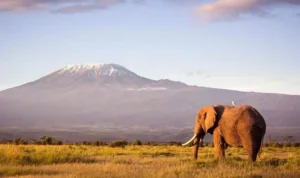 Gunung Kilimanjaro Tanzania, Tantangan bagi Pecinta Pendakian Dunia