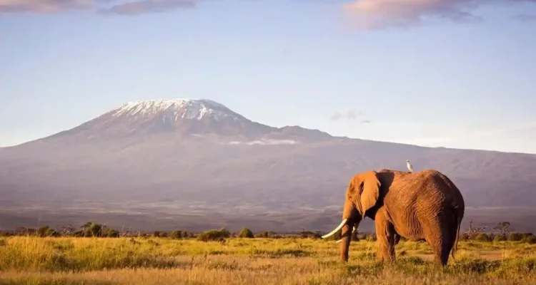 Gunung Kilimanjaro Tanzania, Tantangan bagi Pecinta Pendakian Dunia