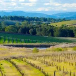 Hunter Valley 2025 Wisata Anggur Terkenal Australia