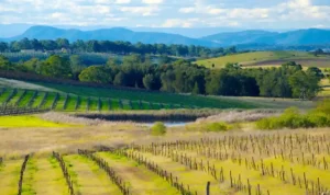 Hunter Valley 2025 Wisata Anggur Terkenal Australia_11zon Hunter Valley 2025 Wisata Anggur Terkenal Australia