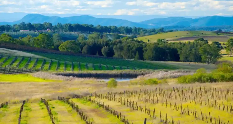 Hunter Valley 2025 Wisata Anggur Terkenal Australia