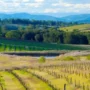 Hunter Valley 2025 Wisata Anggur Terkenal Australia