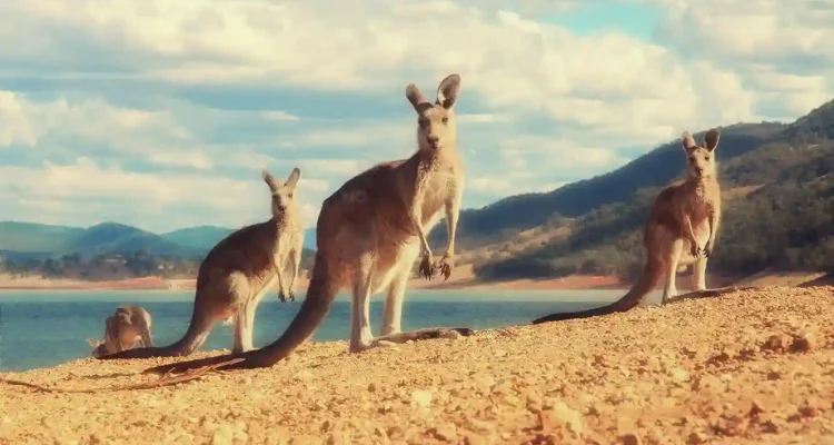 Kangaroo Island 2025 Surga Fauna Liar dan Pantai Rahasia Australia