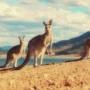 Kangaroo Island 2025 Surga Fauna Liar dan Pantai Rahasia Australia