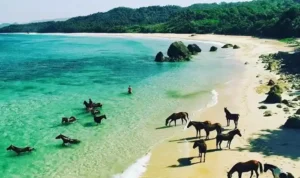 Pantai Nihiwatu Sumba Wisata Mewah Terkenal Indonesia 2025