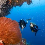 Wakatobi Jadi Ikon Baru Diving Asia 2025 dengan Standar Dunia