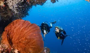 Wakatobi Jadi Ikon Baru Diving Asia 2025 dengan Standar Dunia