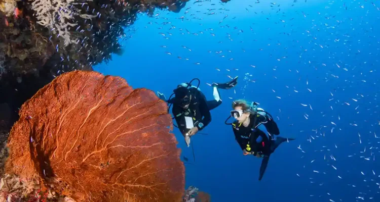 Wakatobi Jadi Ikon Baru Diving Asia 2025 dengan Standar Dunia