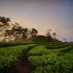 Kebun Teh Nglinggo Kulon Progo Pesona Hijau di Perbukitan Menoreh