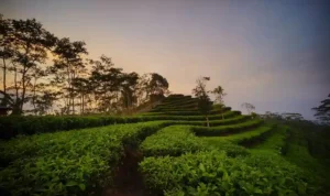 Kebun Teh Nglinggo Kulon Progo Pesona Hijau di Perbukitan Menoreh