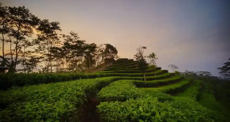 Kebun Teh Nglinggo Kulon Progo Pesona Hijau di Perbukitan Menoreh