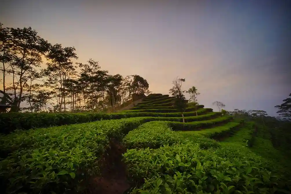 Kebun Teh Nglinggo Kulon Progo Pesona Hijau di Perbukitan Menoreh
