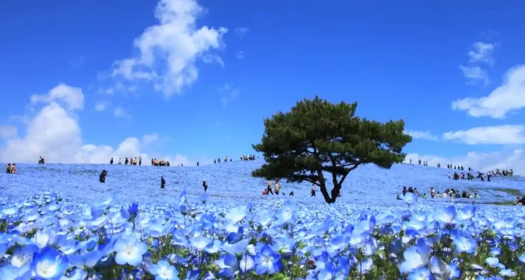 Hitachi Seaside Park Ibaraki, Lautan Bunga Nemophila yang Viral dan Memikat Wisatawan Dunia
