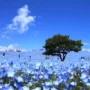 Hitachi Seaside Park Ibaraki, Lautan Bunga Nemophila yang Viral dan Memikat Wisatawan Dunia