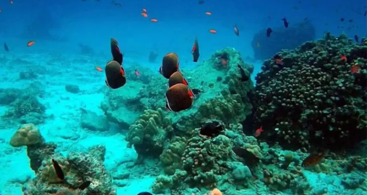 Taman Laut Rubiah, Surga Diving Aceh yang Layak Jadi Incaran Traveler