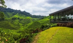 Cameron Highlands, Wisata Dataran Tinggi Malaysia yang Sejuk dan Mendunia
