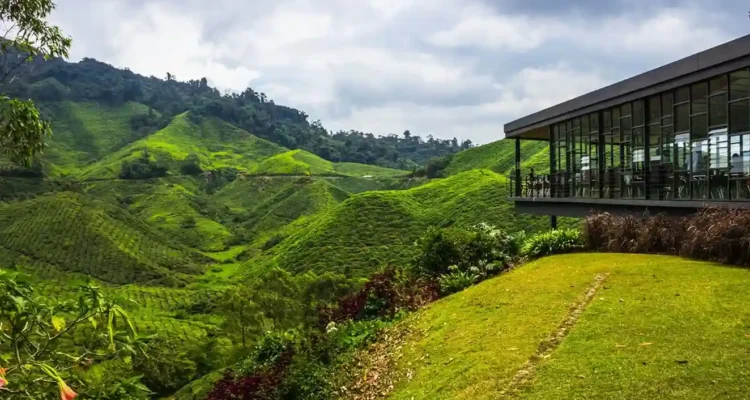 Cameron Highlands, Wisata Dataran Tinggi Malaysia yang Sejuk dan Mendunia