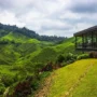 Cameron Highlands, Wisata Dataran Tinggi Malaysia yang Sejuk dan Mendunia