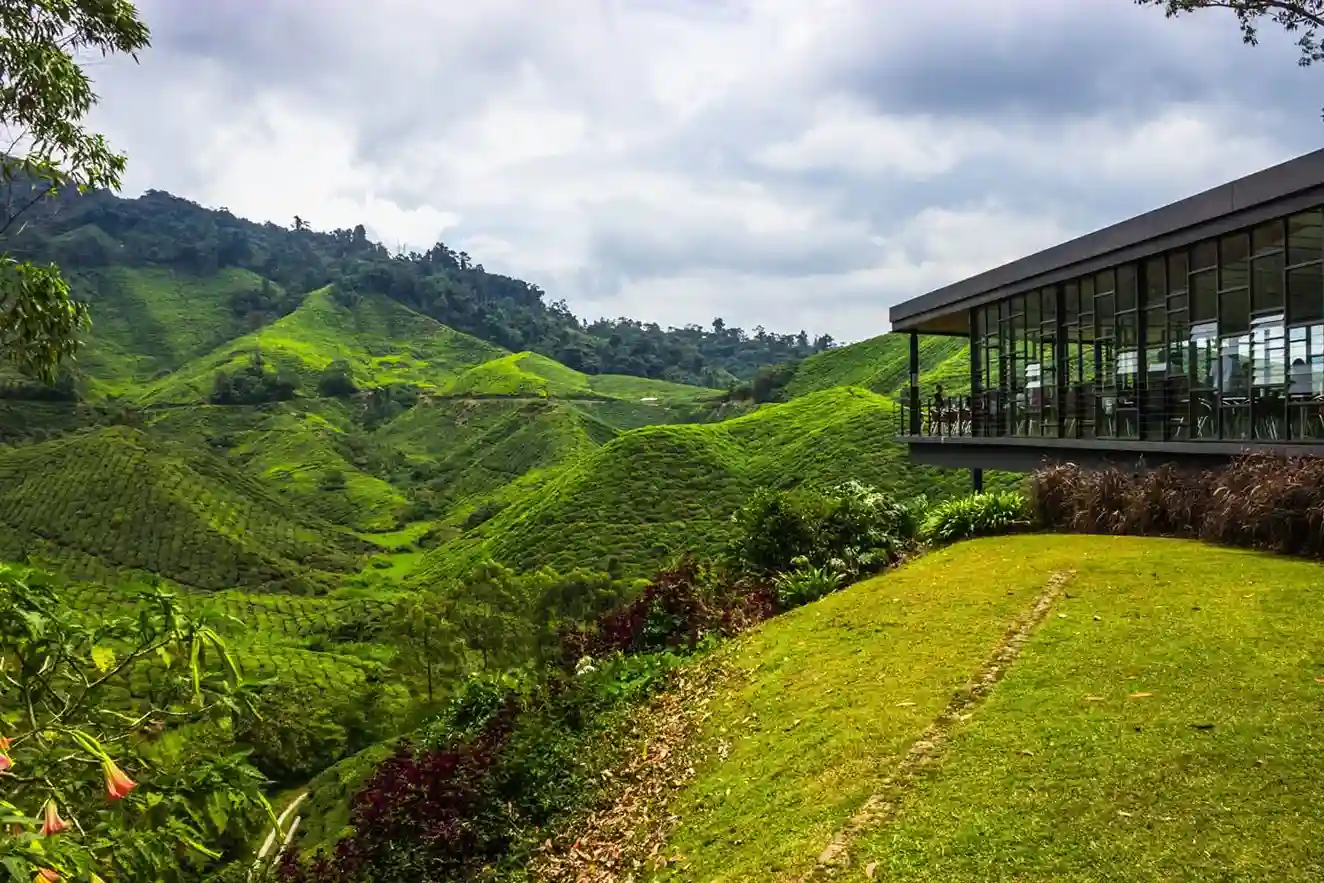Cameron Highlands, Wisata Dataran Tinggi Malaysia yang Sejuk dan Mendunia