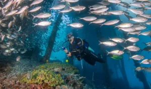 Dampier Strait, Spot Diving Dunia yang Tetap Membuat Raja Ampat Sulit Ditandingi