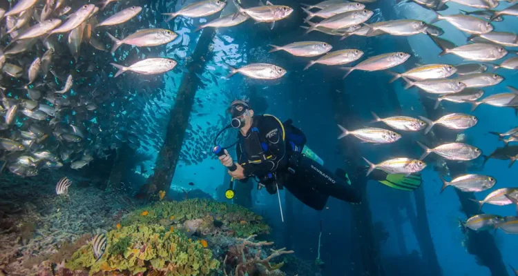 Dampier Strait, Spot Diving Dunia yang Tetap Membuat Raja Ampat Sulit Ditandingi