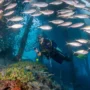 Dampier Strait, Spot Diving Dunia yang Tetap Membuat Raja Ampat Sulit Ditandingi