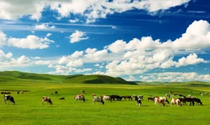 Wisata di Mongolia, Negeri Padang Rumput Luas yang Membuat Langit Terasa Lebih Dekat
