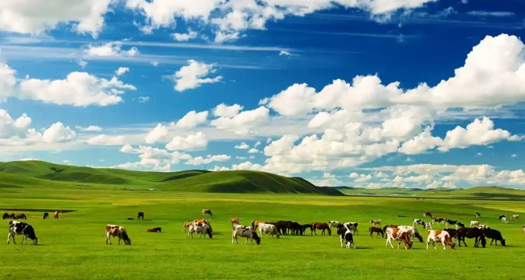 Wisata di Mongolia, Negeri Padang Rumput Luas yang Membuat Langit Terasa Lebih Dekat